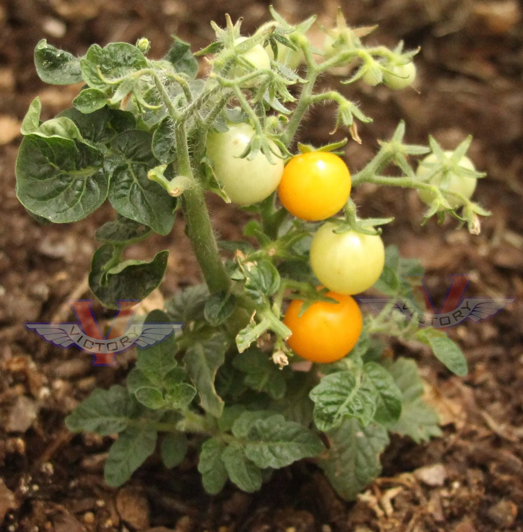 Orange Hat Tomato