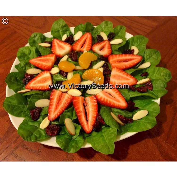 Perpetual Swiss Chard