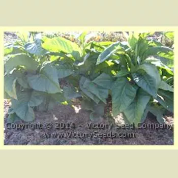 Pennlan Tobacco