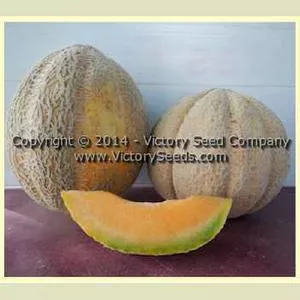 Pike Melon