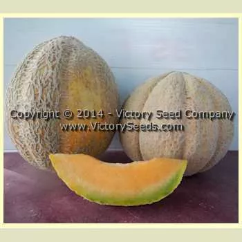 Pike Melon