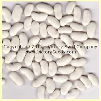 Potomac Pole Green Garden Bean