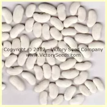 Potomac Pole Green Garden Bean