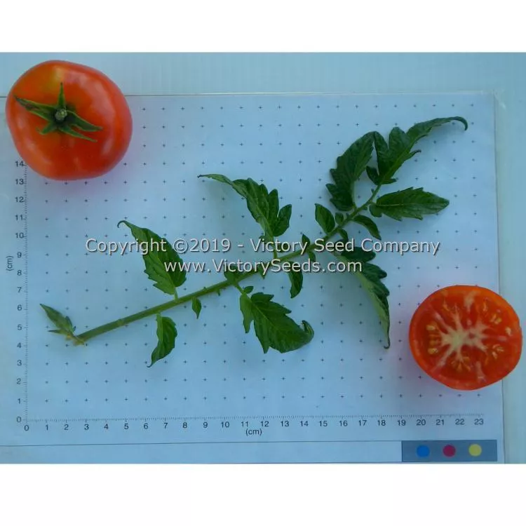 Vulcan Tomato