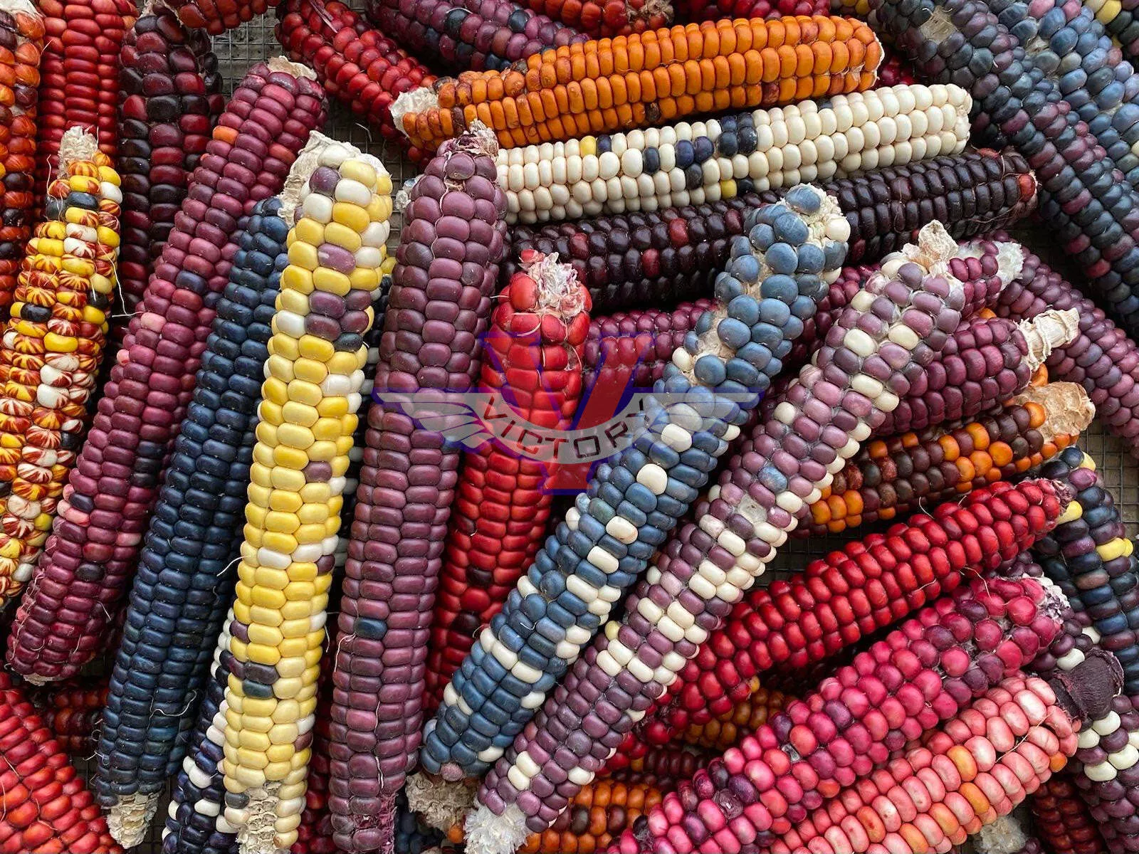 Painted Mountain Flour Corn