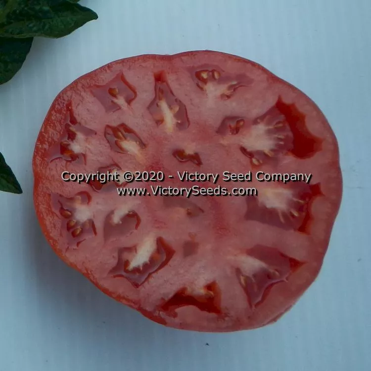 Dwarf Zoe's Sweet Tomato
