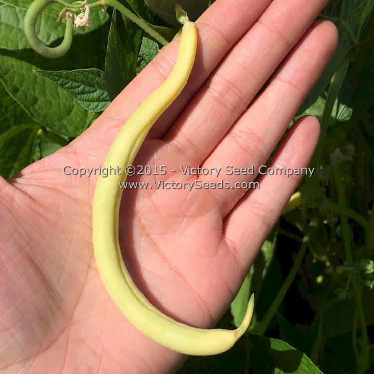 Brittle Wax (Brittlewax) Bush Snap Garden Bean
