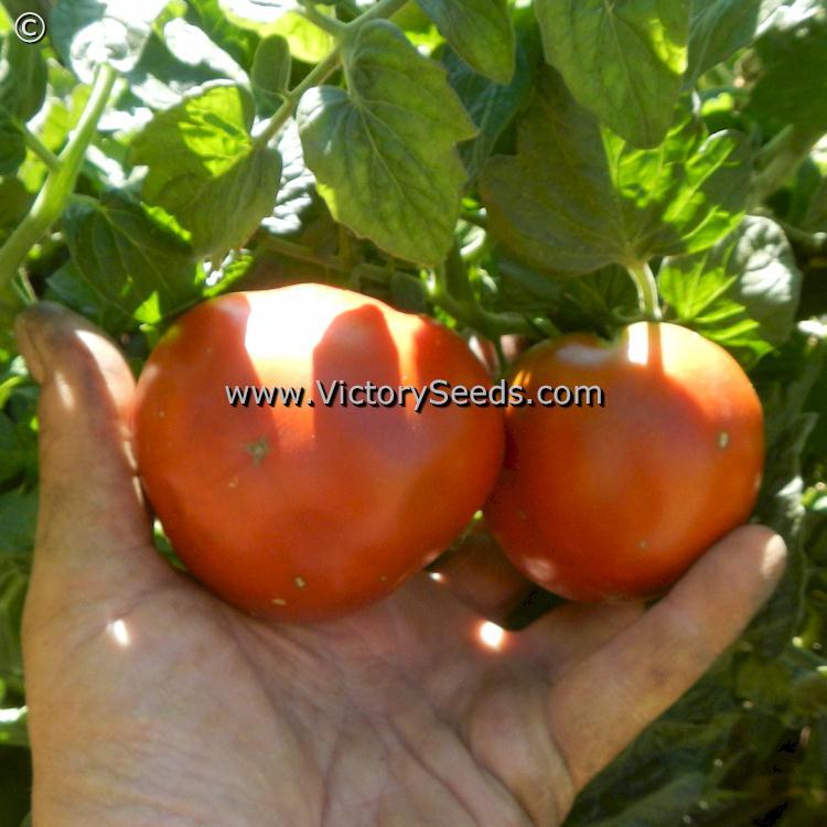 Deaton's Dwarf Tomato