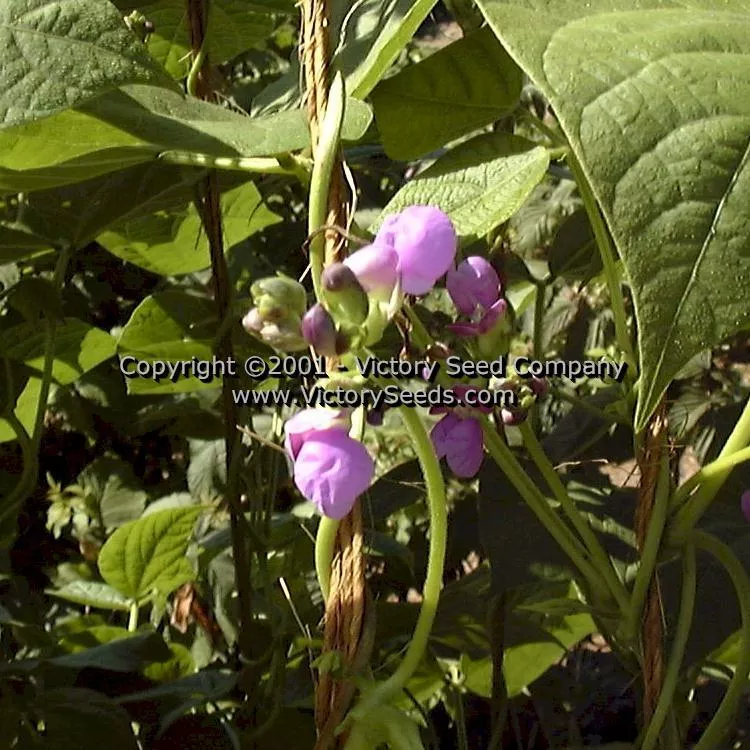 Rattlesnake Pole Green Garden Bean