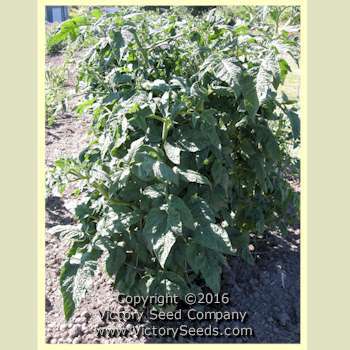 Dwarf Beryl Beauty Tomato