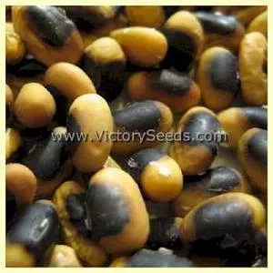 Black Eyebrow Soybean