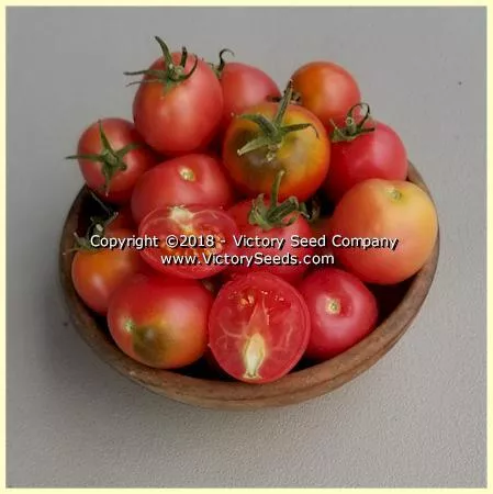 Dwarf Bendigo Blush Tomato