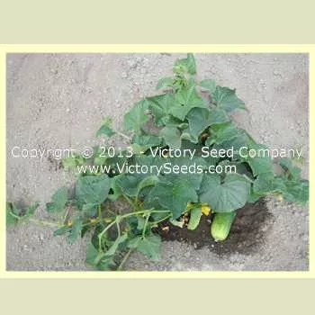 Sumter Cucumber