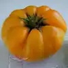 Dwarf Awesome Tomato