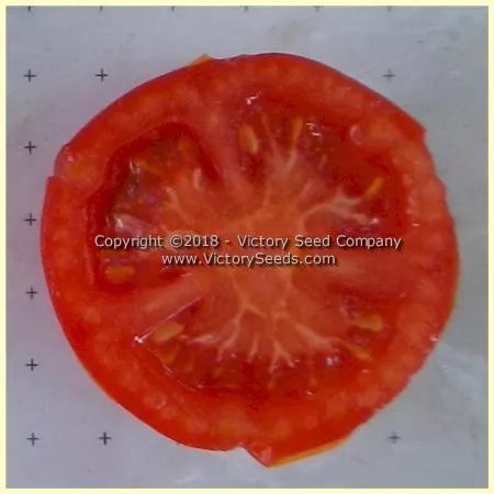 Abu Rawan Tomato