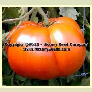 Improved Colossal Red Tomato