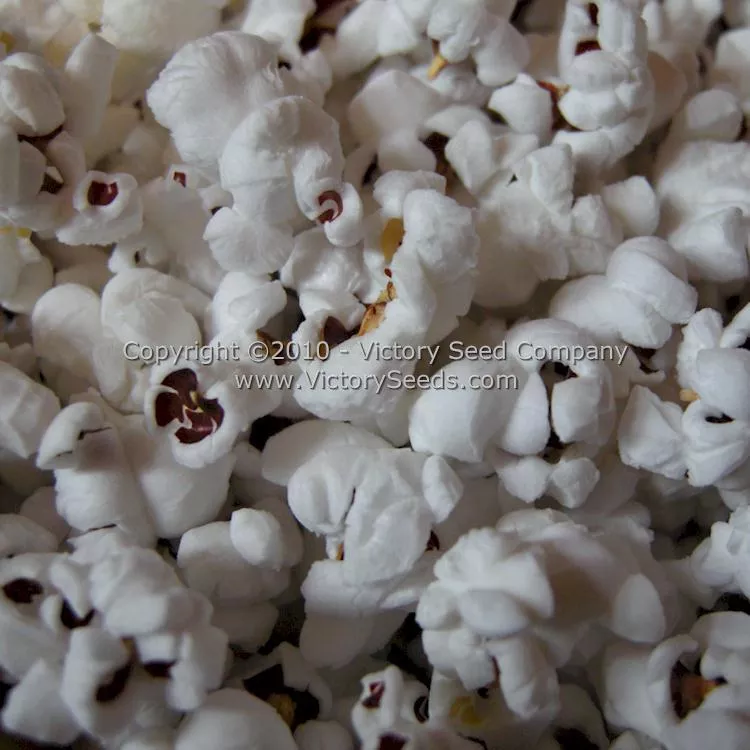 Red Strawberry Popcorn