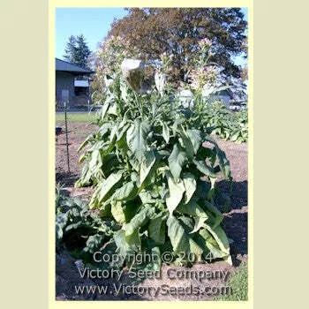 Lizard Tail Orinoco Tobacco
