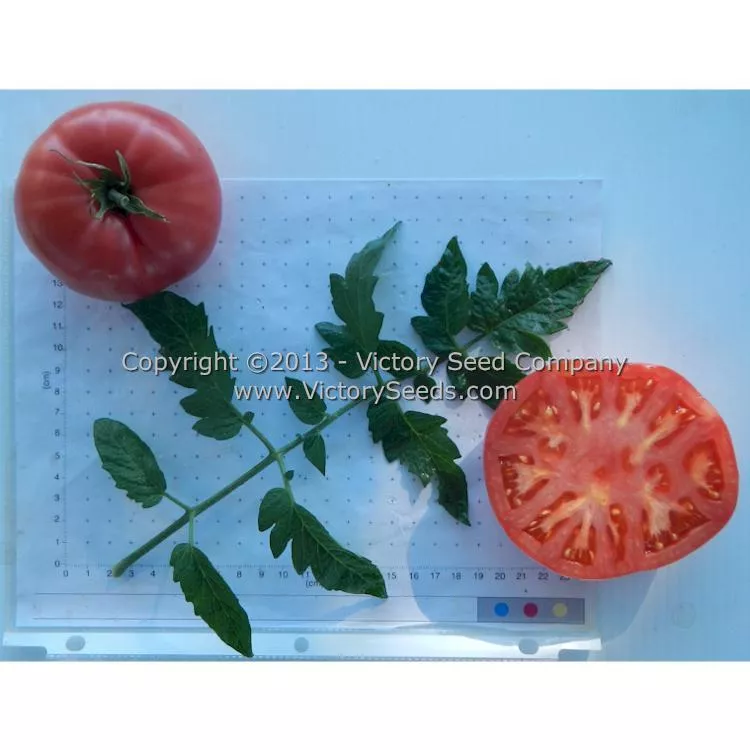 New King Tomato