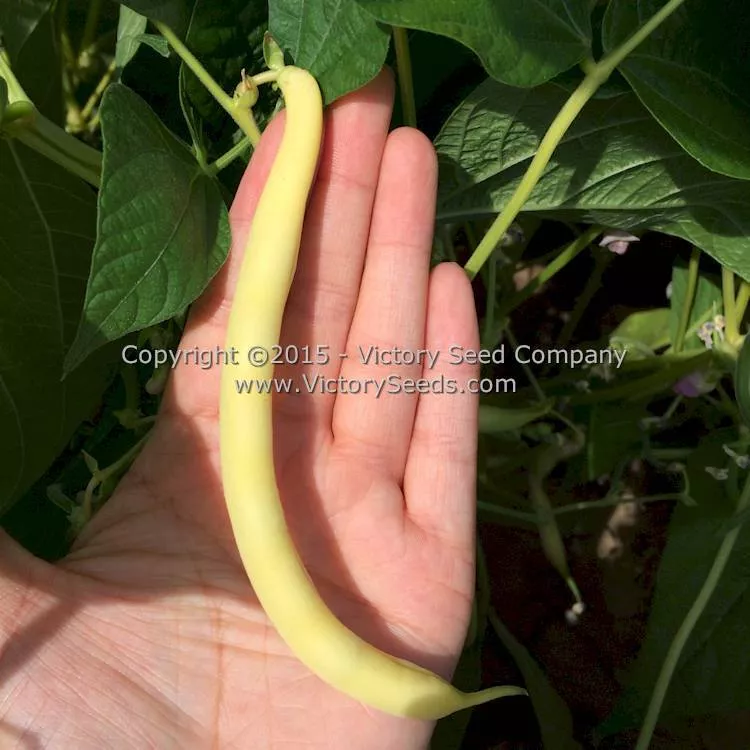 Resistant Cherokee Wax Bush Snap Garden Bean