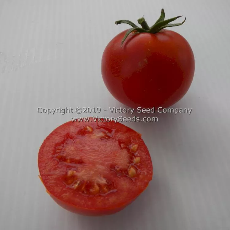 Globonnie Tomato