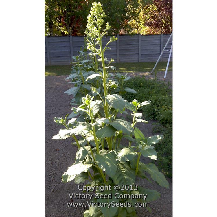Isleta Pueblo Tobacco