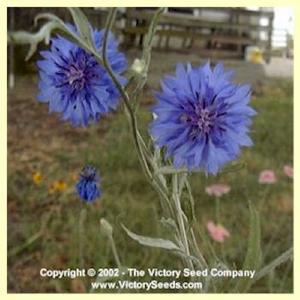 Cornflower, Blue (Bachelor's Buttons)