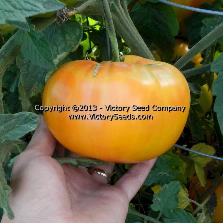 Paw Paw Tomato