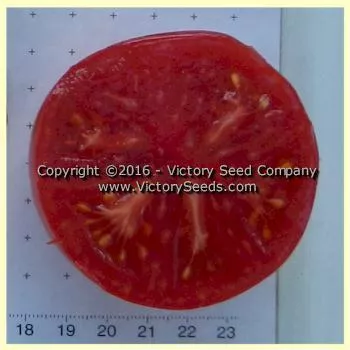 Sturt Desert Pea Tomato