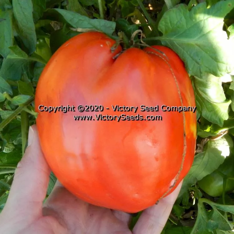Antique Roman Tomato