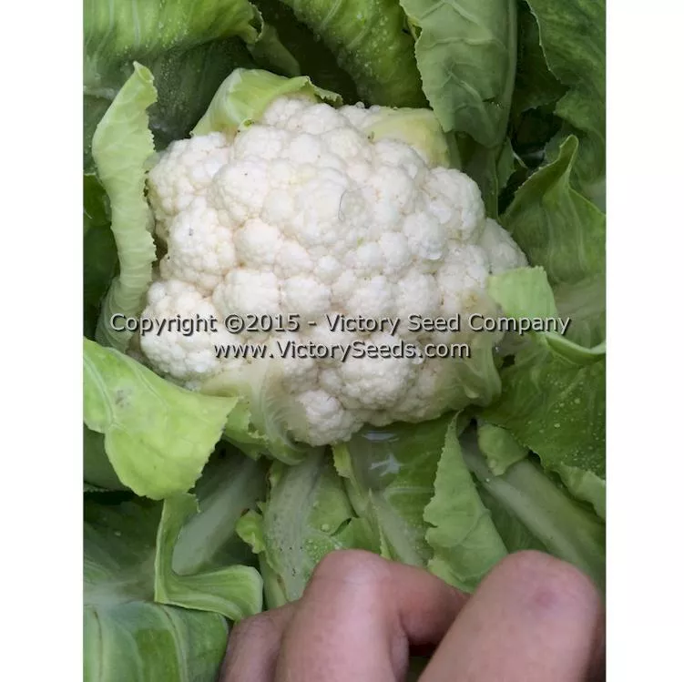 Snowball Self-Blanching Cauliflower