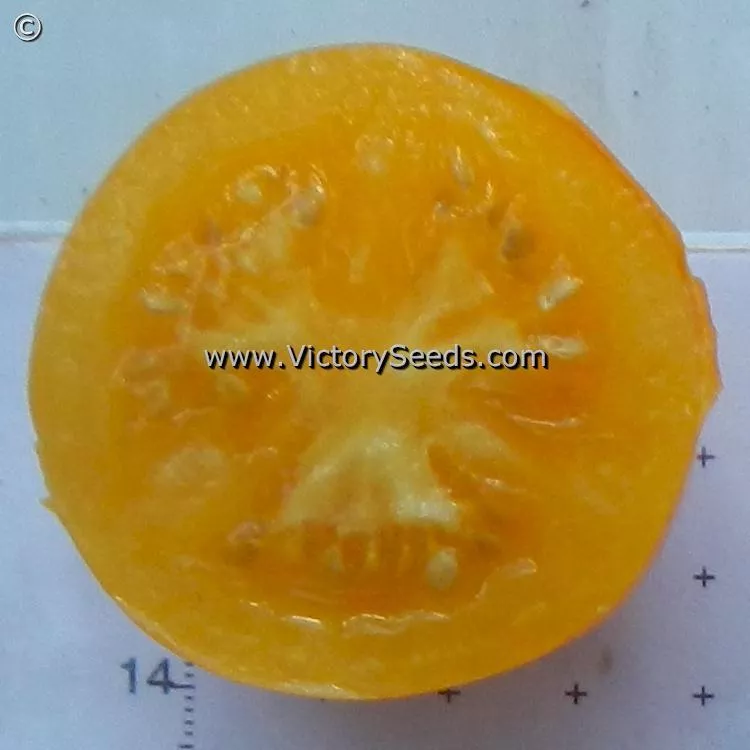 Yellow Ailsa Craig Tomato