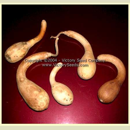 Small Spoon Gourd