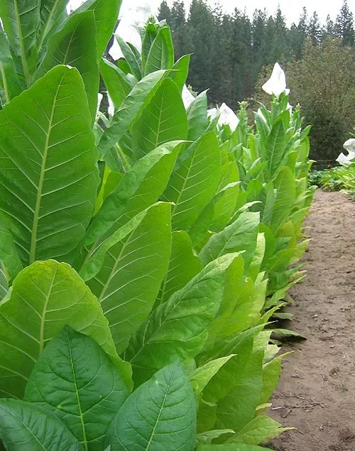 TN86 LC Burley Tobacco