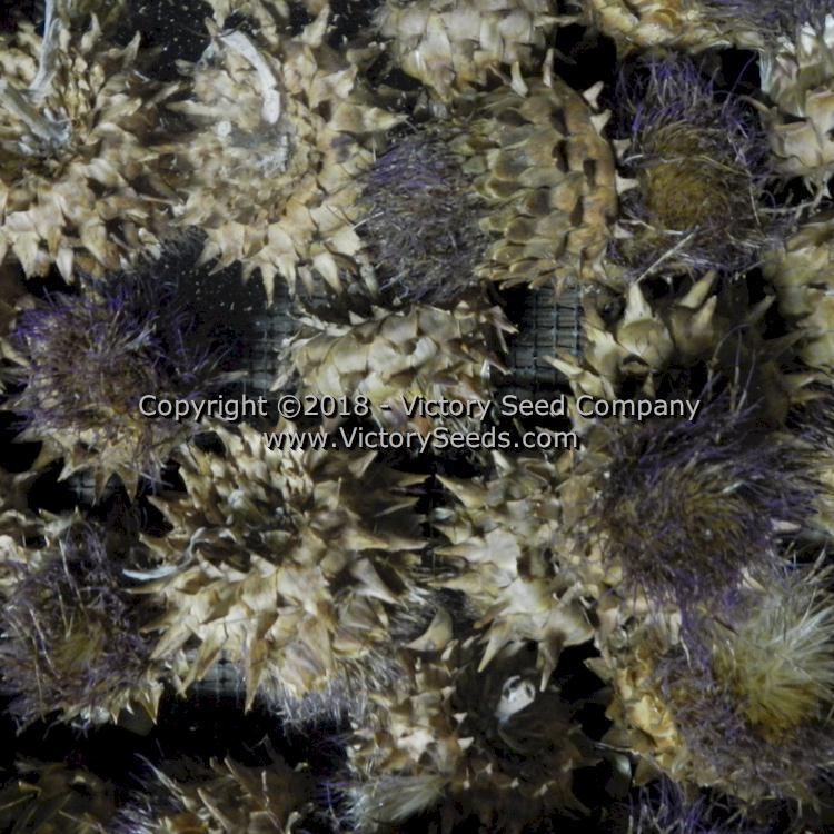 Tenderheart Cardoon