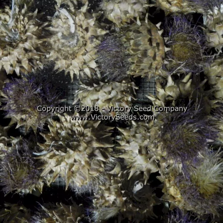 Tenderheart Cardoon
