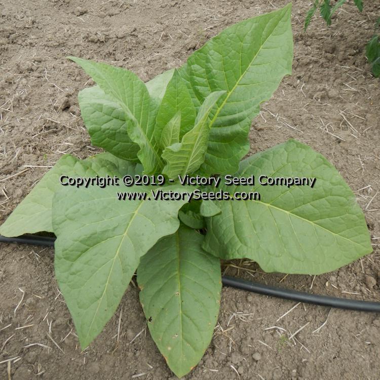 Red Rose Tobacco