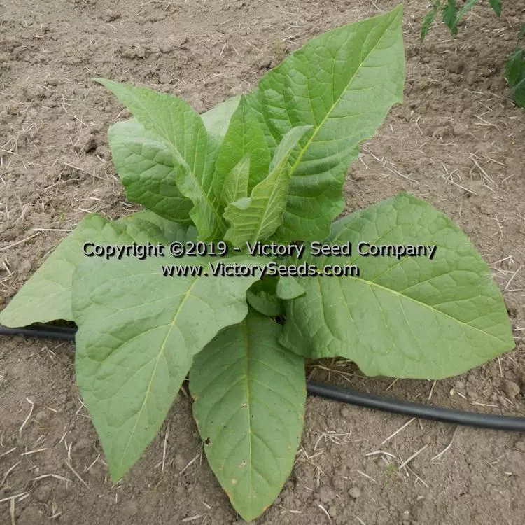 Red Rose Tobacco