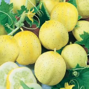 Lemon (Apple) Cucumber