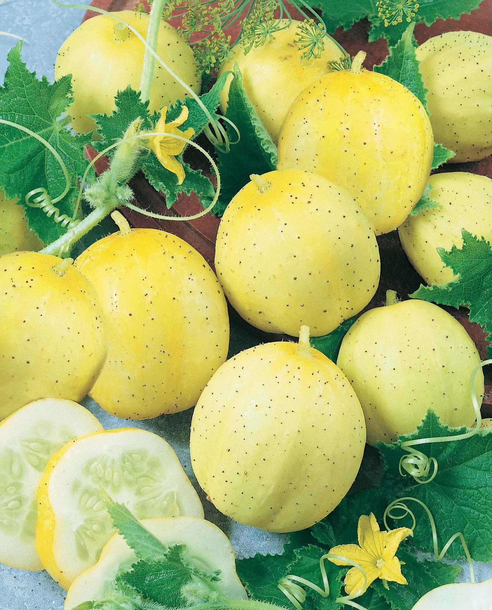 Lemon (Apple) Cucumber