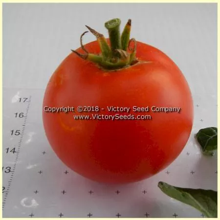 Bay State Tomato