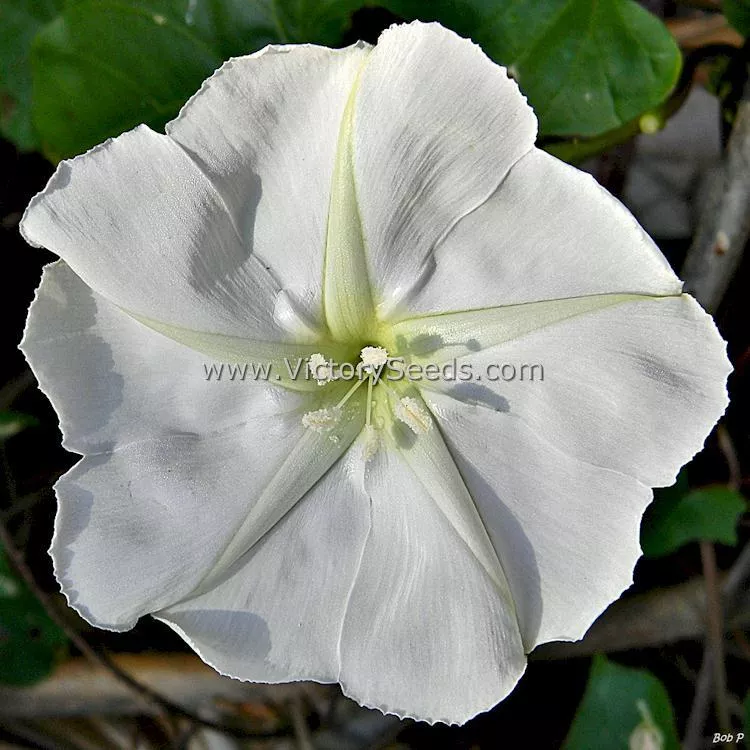 Moonflower