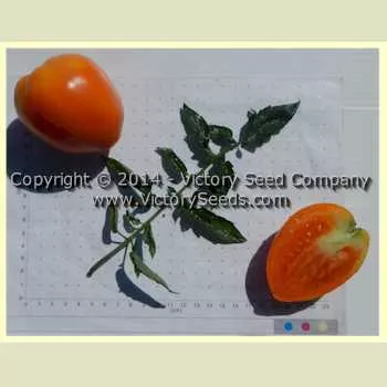 Zolotoe Serdtse Tomato