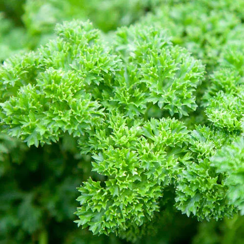 Triple Curled Parsley