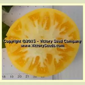 Summertime Gold Tomato
