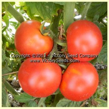 Polish Dwarf Tomato