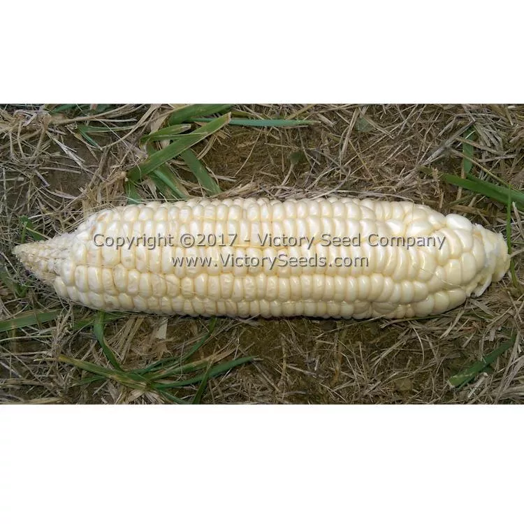 Gill's Early White Market Sweet Corn