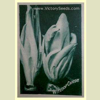 Witloof Chicory