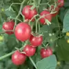 Red Currant Tomato