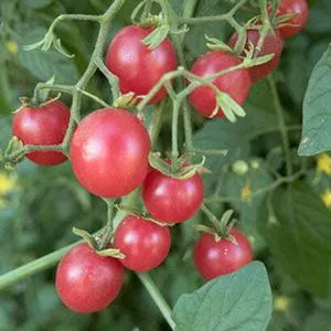 Red Currant Tomato